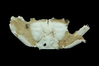Macrophtalmus latrielli